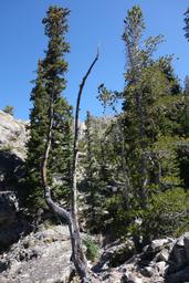 Englemann spruces and whitebark pines [sat sep 1 13:05:08 mdt 2018]